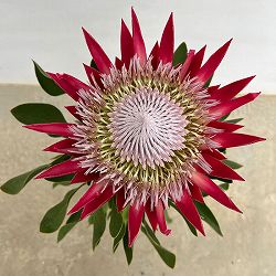 プロテア：フロステッドキング　5号鉢植え