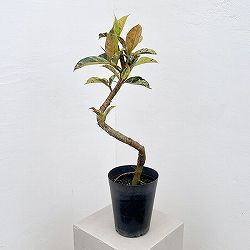フィカス：ジン（曲げ仕立て）　5号鉢植え*