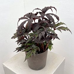 ベゴニア：35686（新品種）　4鉢植え