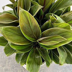 コルジリネ：グリーンコンパクタ　5号鉢植え