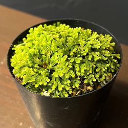 イワヒバ（イワマツ）：金鶏（キンケイ）2.5号ポット