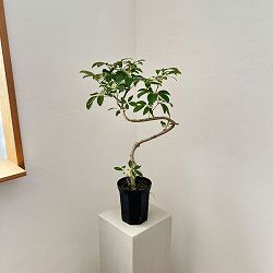 シェフレラ：ミルキー 曲げ仕立て　5号鉢植え