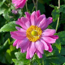 シュウメイギク（アネモネ・秋明菊）：パミナ3.5号ポット