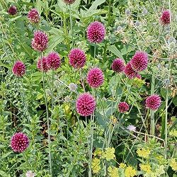 アリウム：スファロセファラム（丹頂）6球植え3.5号ポット