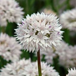 アリウム：グレイスフルビューティー4球植え3.5号ポット