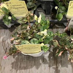 ポリゴナム：ティフォンとセレブの2色植え2.5号ポット