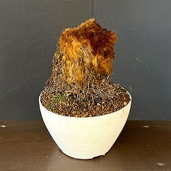 タカワラビ：キンモウコウ（ゴールデンチャウチャウ）　6号鉢植え26-01