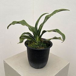 オモト（万年青）：錦明鳳（きんめいほう）4号プラ鉢【現品販売268748】