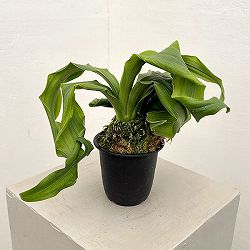 オモト（万年青）：金剛獅子(こんごうじし)実生3号プラ鉢【現品販売268749】