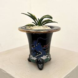 オモト（万年青）：瑞泉　錦鉢（龍）植え【現品販売268750】