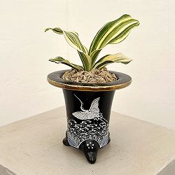 オモト（万年青）：出世実生　錦鉢（鶴）植え【現品販売268751】