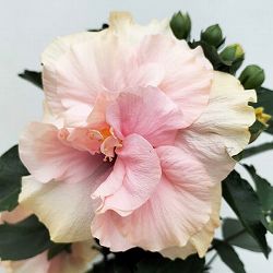 [26年5月中下旬予約]ハイビスカス（ニューロングライフ）：アドニスダブルホワイト7号鉢植え