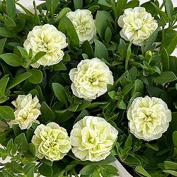 ペチュニア：クレール　ビジューライム3-3.5号ポット