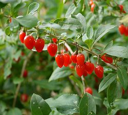 クコ（枸杞）：静浜くこ（シズハマクコ）3号ポット