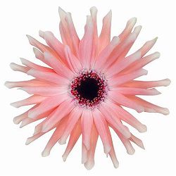 ガーベラ（切花向け品種）：パスティーニ　ペサロ3.5号ポット