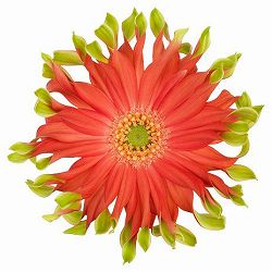 ガーベラ（切花向け品種）：パスティーニ　リベロ3.5号ポット