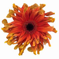 ガーベラ（切花向け品種）：パスタ　カプレーゼ3.5号ポット