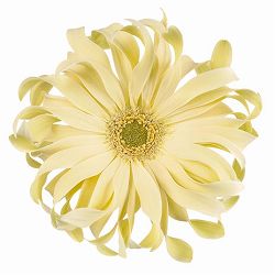 ガーベラ（切花向け品種）：パスタ　カルボナーラ3.5号ポット