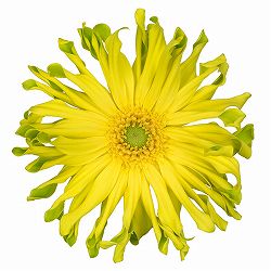 ガーベラ（切花向け品種）：パスタ　リモナータ3.5号ポット