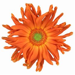 ガーベラ（切花向け品種）：パスタ　マリナーラ3.5号ポット