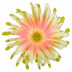 ガーベラ（切花向け品種）：パスタ　ナビ3.5号ポット