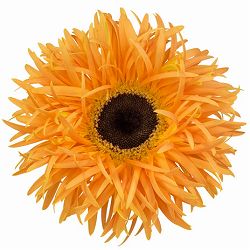 ガーベラ（切花向け品種）：スパイダー　バンブー3.5号ポット