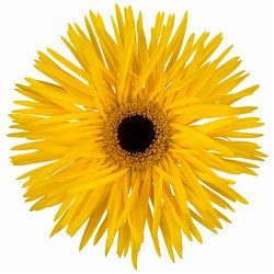 ガーベラ（切花向け品種）：スパイダー　ブラベリー3.5号ポット