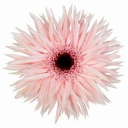 ガーベラ（切花向け品種）：スパイダー　クリームスピン3.5号ポット