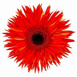 ガーベラ（切花向け品種）：スパイダー　プレイズ3.5号ポット