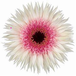 ガーベラ（切花向け品種）：スパイダー　スタント3.5号ポット