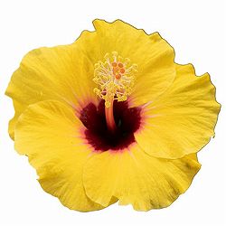 ハイビスカス：カミラ 3.5号ポット