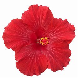 ハイビスカス（ニューロングライフ）：イオス 3.5号ポット