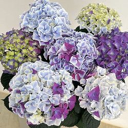 アジサイ：ホットチボリ マーブルブルー 5号鉢植え