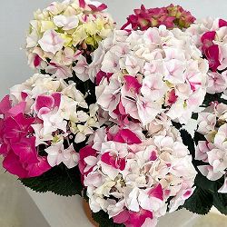 アジサイ：ホットチボリ マーブルピンク 5号鉢植え