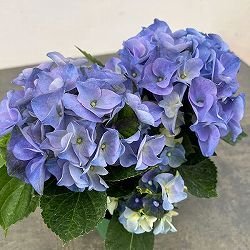 アジサイ：ホットチボリ マーブルブルー 4号鉢植え