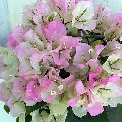 ブーゲンビレア：ブライダルピンク3.5号ポット