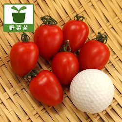 ミニトマト：高糖度シュガープラム自根苗3号ポット 6株セット