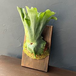 ビカクシダ（コウモリラン）：ワンダエ　ハイブリット（胞子培養）　板付け