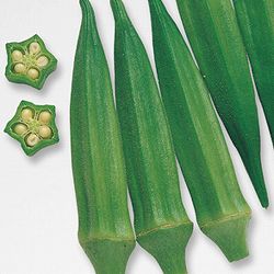 [送料無料]オクラ：ベターファイブ3号ポット