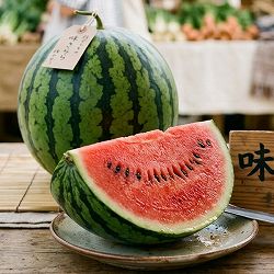 [送料無料]スイカ（大玉）：味きらら（あじきらら）接木苗10.5cm（3.5号）ポット 24株セット