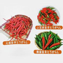 [送料無料]旨辛とうがらしおまかせ品種ミックス自根苗3号ポット28株セット
