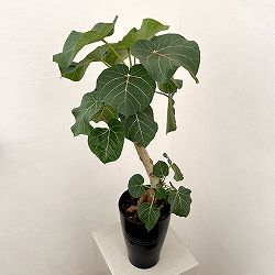 フィカス：アブチリフォリア　5号鉢植え