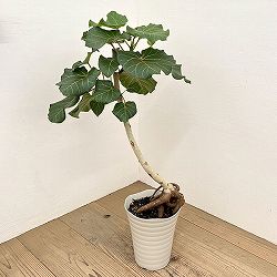フィカス：アブチリフォリア　7号鉢植え26-01