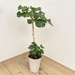 フィカス：アブチリフォリア　7号鉢植え26-02