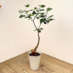 ブラキキトン（ボトルツリー）：ポプルネウス（丸葉）　7号26-01