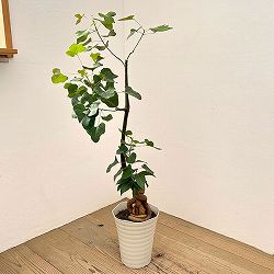 ブラキキトン（ボトルツリー）：ポプルネウス（丸葉）　7号26-03