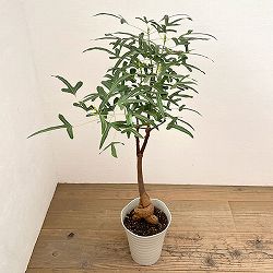 ブラキキトン（ボトルツリー）：ポプルネウス（細葉）　7号26-02