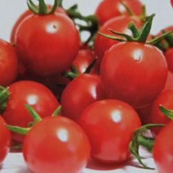 [送料無料]ミニトマト：まゆか自根苗3号ポット 28株セット