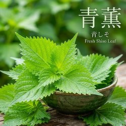 [送料無料]青しそ（アオジソ・青紫蘇）青薫3号ポット 28株セット