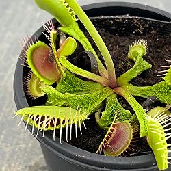 ハエトリソウ：ウワバミ 3号